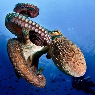 Veteran Diving and Inspection, founded by an ex-US Army Engineer/US Navy Diver, is an Underwater Engineering firm that employs ex Military Divers and Engineers.
