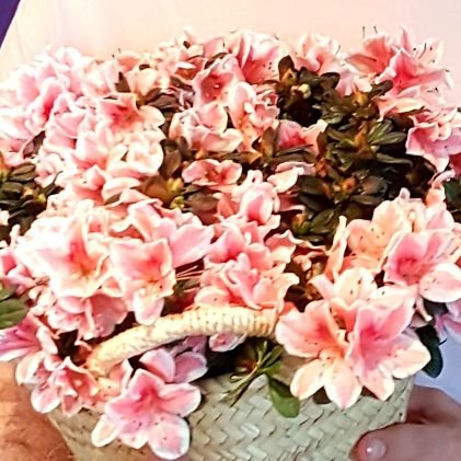 Sprichespracht's profile picture. Trepverter i passatges del Llibre