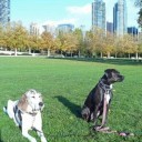 JasperLu2's profile picture. Jasper, hound dog, LuLu, meth lab rescue pup.   Desire to be more verb than noun and own @MsTerroir.