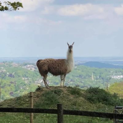 neari84's profile picture. 