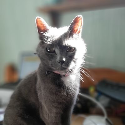 Ely Cats Protection rescue cat demanding to sit on mummy's chest in the early hours, charmer of the females in the area and love of food!