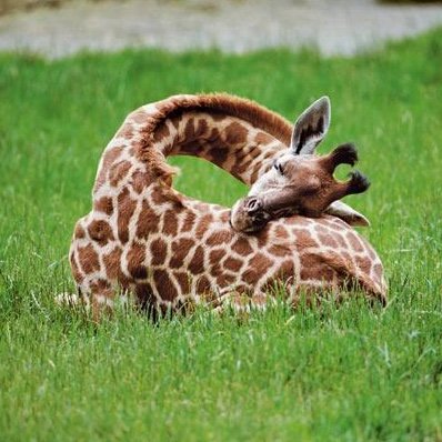 sibelkocaer's profile picture. 