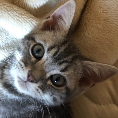 saka28neko's profile picture. 
