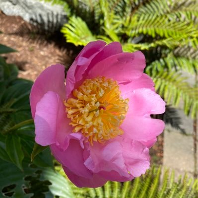 5sandytoes's profile picture. 🇺🇸🇺🇸🇺🇸