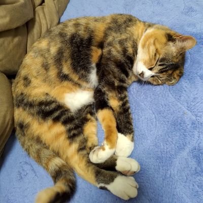 たまちーさんのプロフィール画像