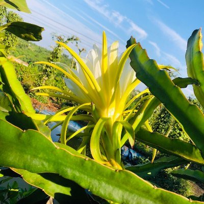 GotPhieu's profile picture. 