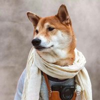 WangYang (@petmofvfu5avr3b) 's Twitter Profile