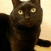 黒猫 (@corona_cat) Twitter profile photo