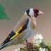 Balqes Begum (@balqesbegum) Twitter profile photo Balqes Begum (@balqesbegum) Twitter profile photo