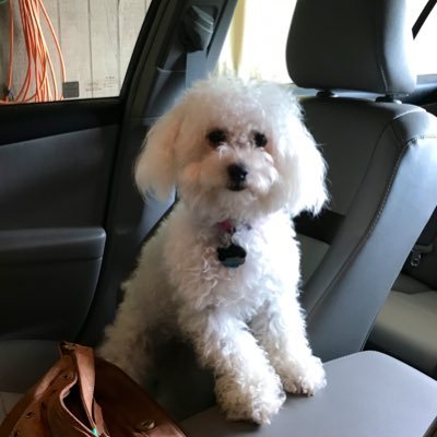 liltbeezy's profile picture. 