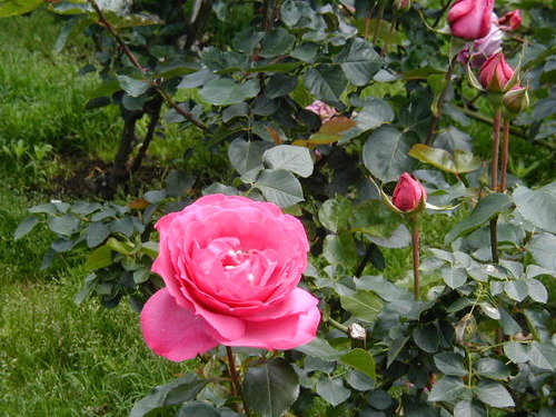 snoopypapa3's profile picture. 