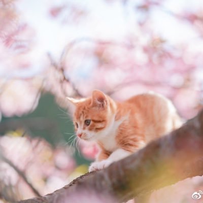 甜品部部长首席狗腿子さんのプロフィール画像