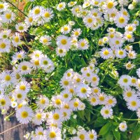 aster (@sara__haru_) 's Twitter Profile