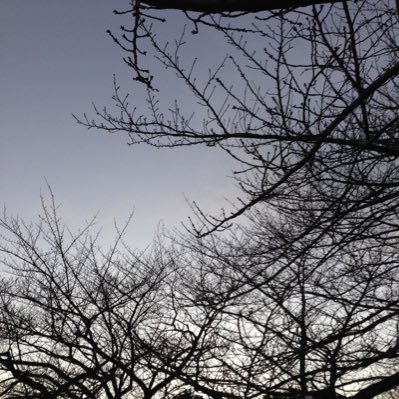 sakura_taku's profile picture. 千葉でのほほんと生きています。