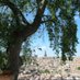 Almeces de Toledo 🌳 (@almecesto) Twitter profile photo Almeces de Toledo 🌳 (@almecesto) Twitter profile photo