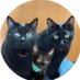 큐라마뇨🎗 (@catsandcity) Twitter profile photo 큐라마뇨🎗 (@catsandcity) Twitter profile photo