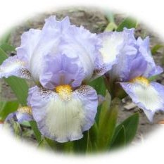 LaVieEnRoseGard's profile picture. Online source for all your Face Masks, Home & Garden Decor, Bearded Iris & Much More!
