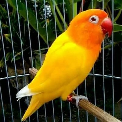 Jalani apa yang kau yakini, tinggalkan segala sesuatu yang meragukan