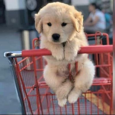 Too_sweete's profile picture. 