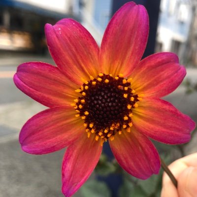 tomoha_san's profile picture. 食べること⭐️ハンドメイドだぁぃすき♥️