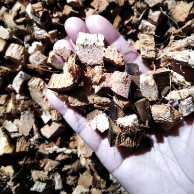 coconutshell3's profile picture. ID 0832545088