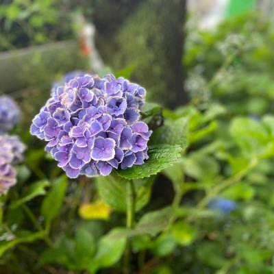東京に住む社会人/図書館の情報集め/読書垢/たまにものを書く