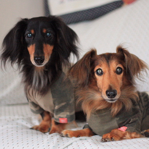 gororenpapa's profile picture. 