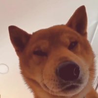 Shibe (@shibenuts) 's Twitter Profile