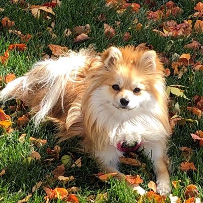 Lover of fun, nature, goodwill, cute dogs, proper grammar & my 2 followers!