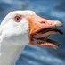 Calamity Goose (@calamitygoose) Twitter profile photo Calamity Goose (@calamitygoose) Twitter profile photo