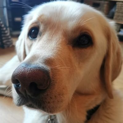 I was a Guide Dog, but sadly had to retire as I started having seizures.  I have a great life with my new Mum who loves me to bits, and I've loads of pals.