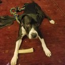 Pitbull lover-Pitbull rescue-#dontbullymybreed - @LyndonLarson5 - Twitter