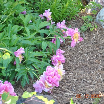 therazol's profile picture. 