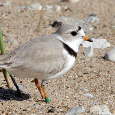 Proud father of 7 fledged Great Lakes Piping Plover chicks and grandfather, great grandfather ad infinitum to generations. Who's keeping track? You are.