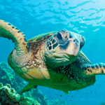 PlongeeLoisir's profile picture. Compte Twitter officiel du 1er site de partage de plongée Francophone.