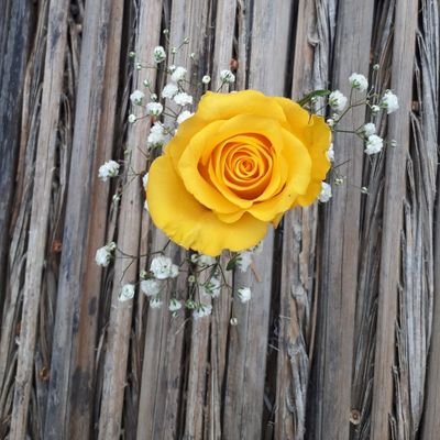 Hamslwafa's profile picture. ❤