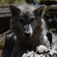 Nesheph “Chef” Wolf 🔜 AC!, BLFC, ??? (@nesheph) 's Twitter Profile