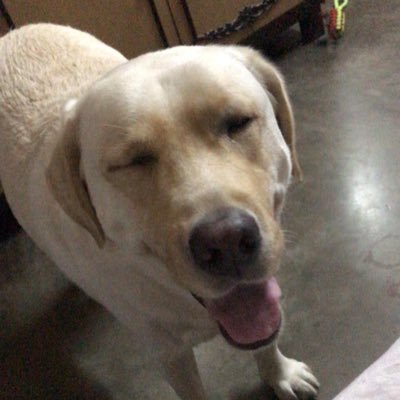 Ancient history nerd. Protector of Doggos. Connoisseur of Mutton Biryani.