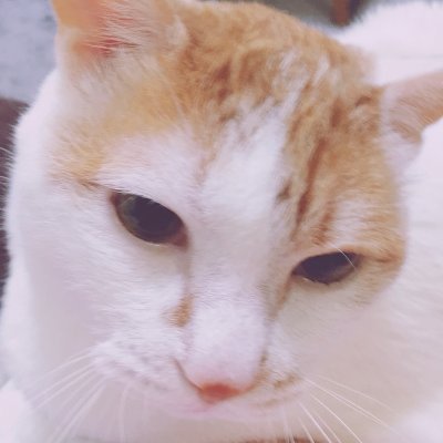 憲ピーさんのプロフィール画像
