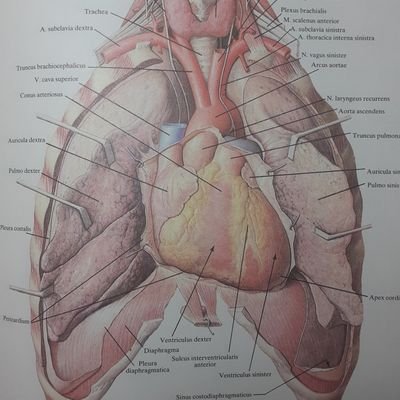 HuarotoCesar's profile picture. MD Candidate @CayetanoHeredia | #GlobalSurgery #PublicHealth