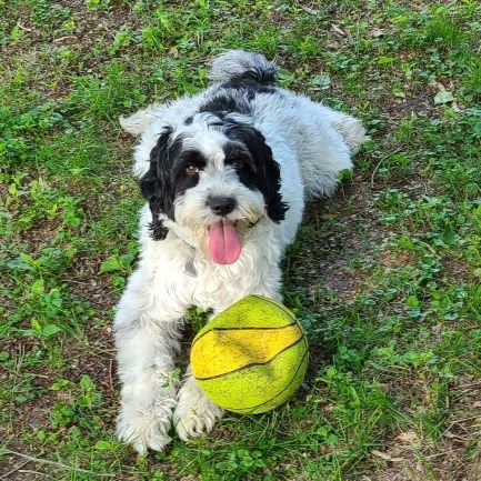 Pictures of Mandy the Springer Spaniel mixed with Bichon.