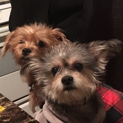 DoggyChanel_'s profile picture. Ꮖ ᏞᎾᏙᎬ ᎻᎪᏙᏆNᏩ FᏌN ᎪNᎠ ᏚᏢᎬNᎠᏆNᏩ ᎢᏆᎷᎬ ᏔᏆᎢᎻ ᎷY ᏞᎾᏙᏆNᏩ ᎾᏔNᎬᎡᏚ💙