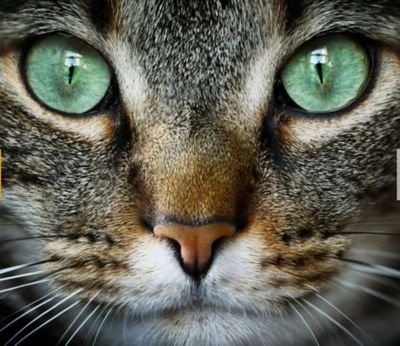 Mayte16822914's profile picture. El hombre honrado por pobre q sea, es a pesar de todos Rey de los hombres. Amo los gatos, x su paciencia y sutileza. Abstenerse personas groseras y chabacanas.