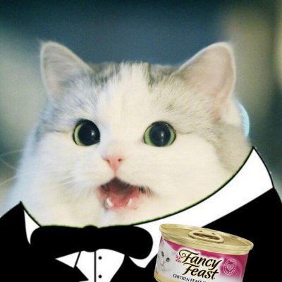 Fancy Cat