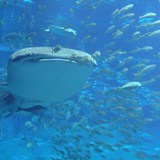 mooyan's profile picture. 湘南生まれ、大阪育ち、愛媛在住です。愛媛はみかんと魚がうまい。 特技は無数の星から惑星を見つけ出すこと。