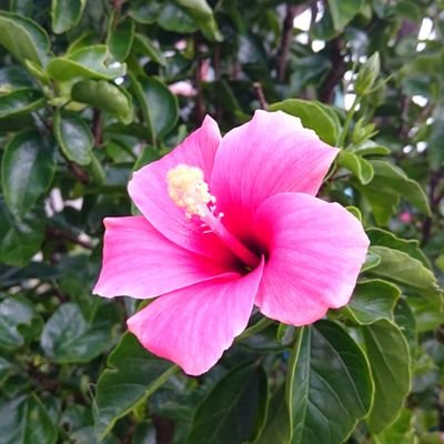 20↑夏五ROM専