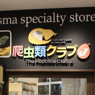 爬虫類クラブJ横須賀店です。 新入荷情報やセール情報、日々の出来事などつぶやいていきます。 お問い合わせはtwitterではお受けできませんので、下記の電話番号までお問い合わせください。 080-6897-2888 営業時間 10:00～20:00 定休日 年中無休