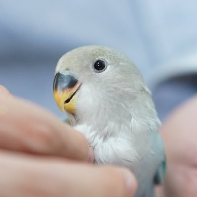 コザクラインコのみーも(2020年5月1日生まれ) コザクラインコのキミちゃん(2020年9月生まれ) 発情抑制で食事制限中🙃仲良くしてください♪