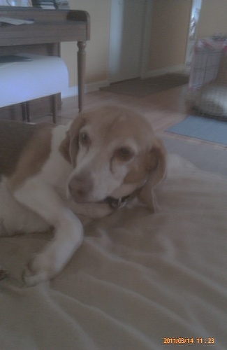 somewhat suspicious of humans...love love love other canines.  you could say I'm a dogs beagle.
