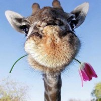 Vesela žirafa (@vesela69700050) 's Twitter Profile Photo Vesela žirafa (@vesela69700050) 's Twitter Profile Photo
